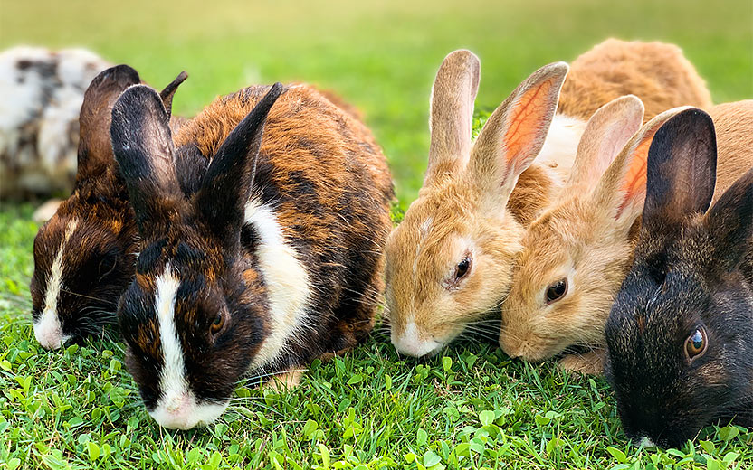 Bild på kaniner.