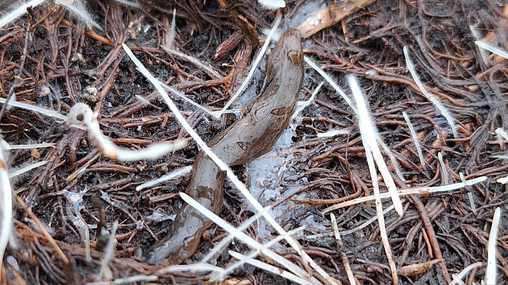 bild på lövplattmasken