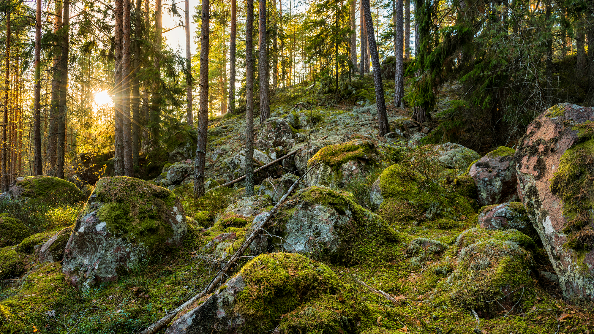 ljusslingor på storgatan