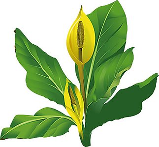 Gul skunkkalla har små gulgröna blommor samlade i en avlång blomkolv som omges av ett klargult hölsterblad. Bladen är tunglika, glansiga samt läderartade och sitter samlade i stora rosetter. 