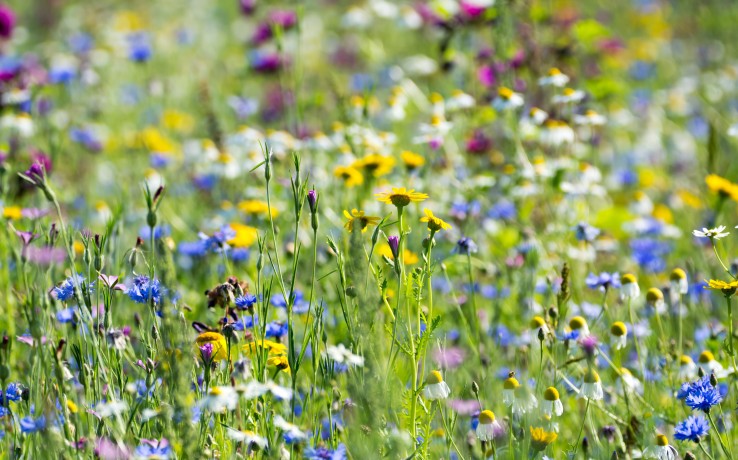 En äng fylld med färgglada vilda blommor i blått, gult, vitt och lila under en solig dag.